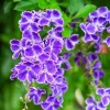 Duranta Blue Live Plants - Sky Flower, 5-9" Tall, Pack of 2 - Outdoor Pollinator Shrub - Image 1