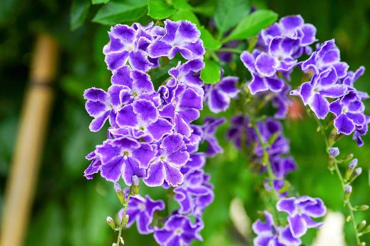 Duranta Blue Live Plants - Sky Flower, 5-9" Tall, Pack of 2 - Outdoor Pollinator Shrub - Image 1