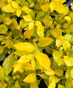Duranta Gold Mound Live Plants (5-9" Tall) - Pack of 2 (TWO) - Golden Dewdrop - Vibrant Chartreuse Foliage - Image 2