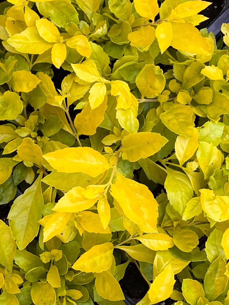 Duranta Gold Mound Live Plants (5-9" Tall) - Pack of 2 (TWO) - Golden Dewdrop - Vibrant Chartreuse Foliage - Image 2