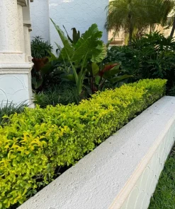 Duranta Gold Mound Live Plants (5-9