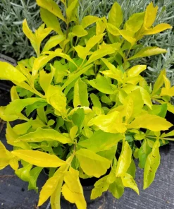 Duranta Gold Mound Live Plants (5-9
