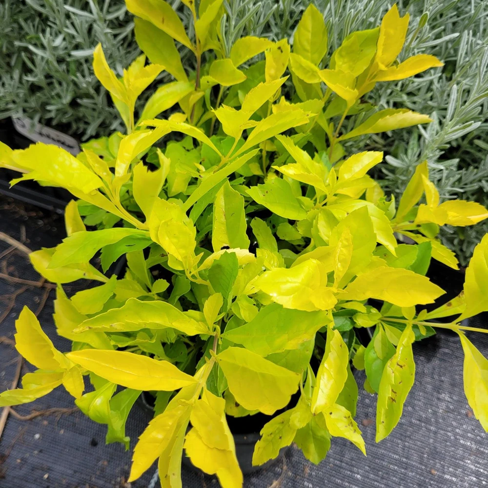 Duranta Gold Mound Live Plants (5-9" Tall) - Pack of 2 (TWO) - Golden Dewdrop - Vibrant Chartreuse Foliage - Image 4