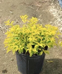 Duranta Gold Mound Live Plants (5-9