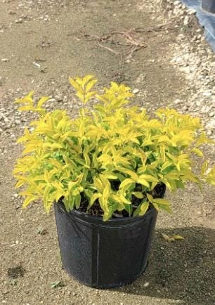 Duranta Gold Mound Live Plants (5-9" Tall) - Pack of 2 (TWO) - Golden Dewdrop - Vibrant Chartreuse Foliage - Image 5