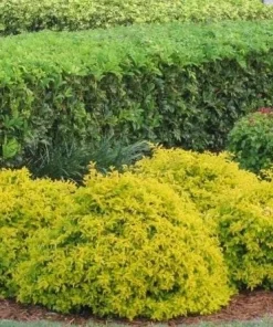 Duranta Gold Mound Live Plants (5-9