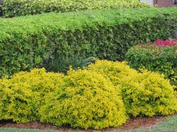 Duranta Gold Mound Live Plants (5-9" Tall) - Pack of 2 (TWO) - Golden Dewdrop - Vibrant Chartreuse Foliage - Image 6