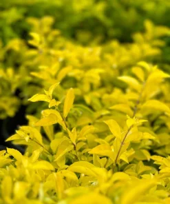 Duranta Gold Mound Live Plants (5-9
