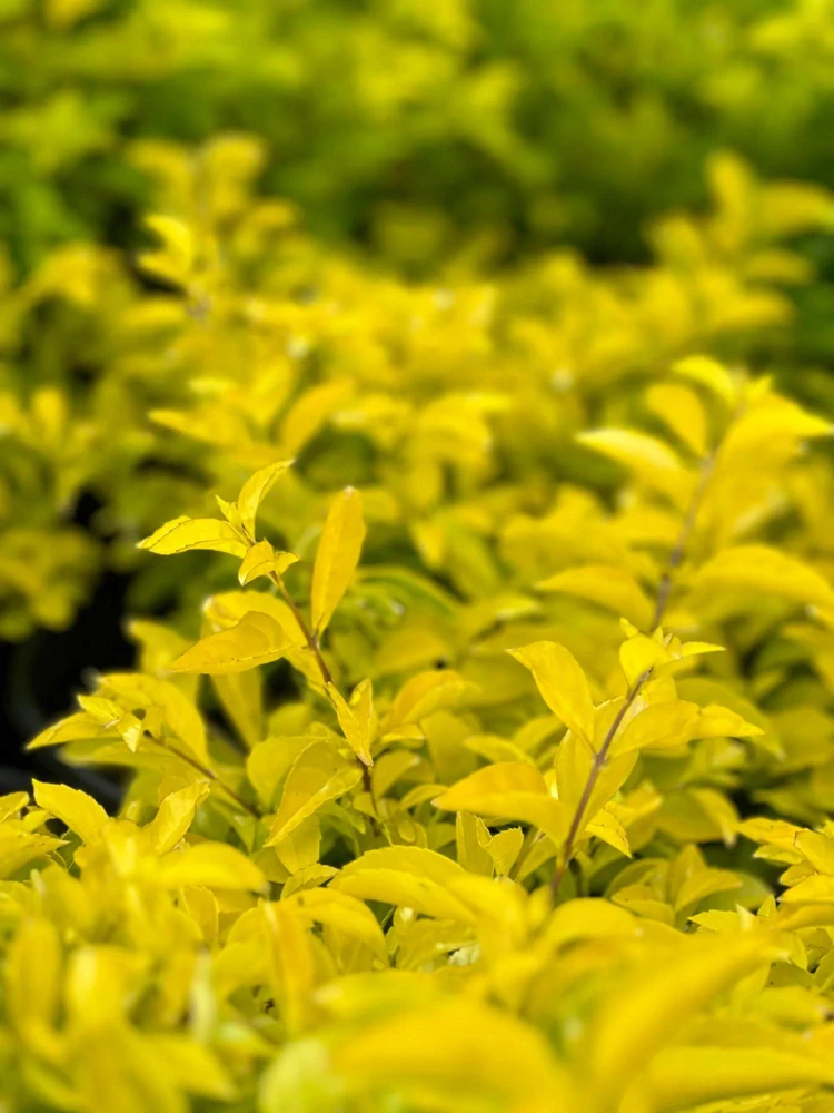 Duranta Gold Mound Live Plants (5-9" Tall) - Pack of 2 (TWO) - Golden Dewdrop - Vibrant Chartreuse Foliage - Image 7