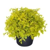 Duranta Gold Mound Live Plants (5-9" Tall) - Pack of 2 (TWO) - Golden Dewdrop - Vibrant Chartreuse Foliage - Image 1