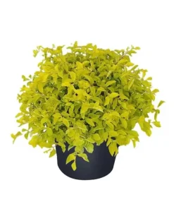 Duranta Gold Mound Live Plants (5-9" Tall) - Pack of 2 (TWO) - Golden Dewdrop - Vibrant Chartreuse Foliage - Image 1