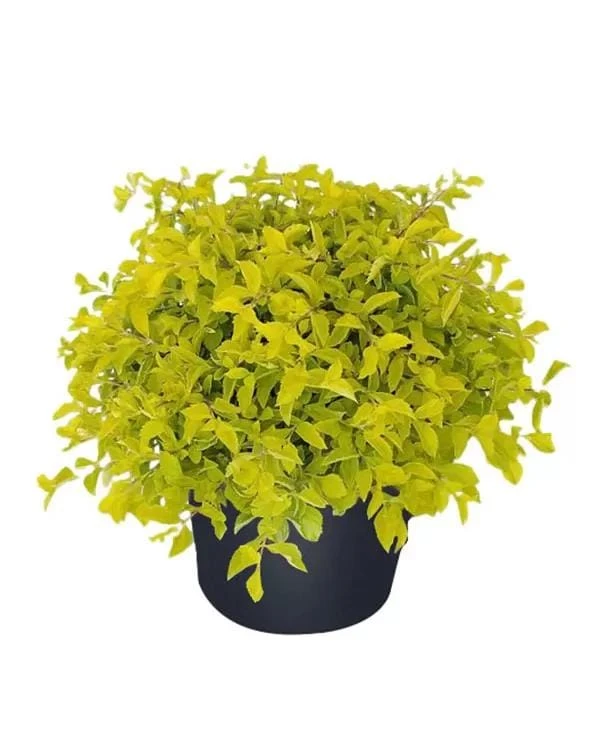 Duranta Gold Mound Live Plants (5-9" Tall) - Pack of 2 (TWO) - Golden Dewdrop - Vibrant Chartreuse Foliage - Image 1