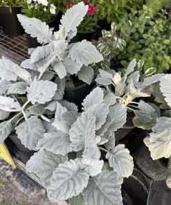 Dusty Miller Live Plant – Silver Foliage – Annual/Perennial Garden Plant - Image 1