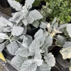 Dusty Miller Live Plant – Silver Ragwort Perennial – Garden Border Plant - Image 1