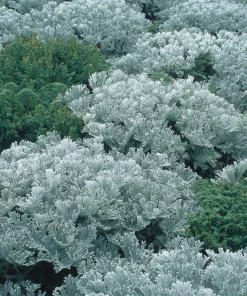 Dusty Miller Seeds - 200 Count - Silvery Ornamental Foliage - Image 2