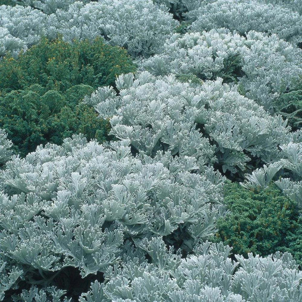 Dusty Miller Seeds - 200 Count - Silvery Ornamental Foliage - Image 2