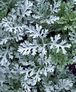 Dusty Miller Seeds - 200 Count - Silvery Ornamental Foliage - Image 3