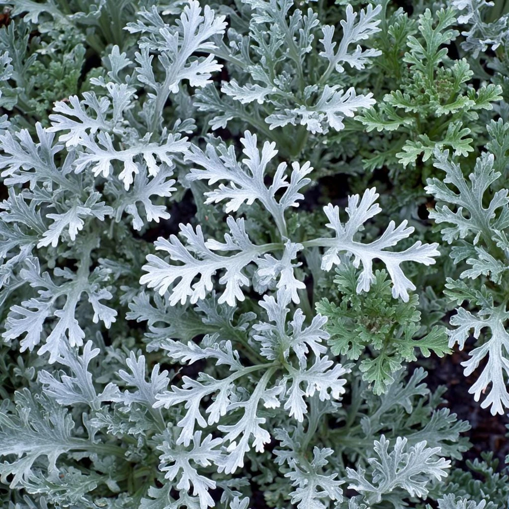 Dusty Miller Seeds - 200 Count - Silvery Ornamental Foliage - Image 3