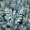 Dusty Miller Seeds - 200 Count - Silvery Ornamental Foliage - Image 1
