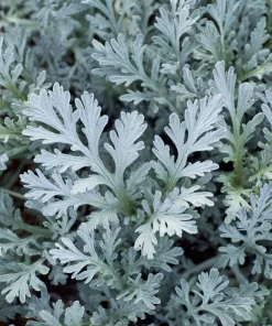 Dusty Miller Seeds - 200 Count - Silvery Ornamental Foliage - Image 1