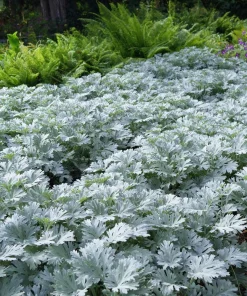Dusty Miller Seeds - 200 Count - Silvery Ornamental Foliage - Image 4