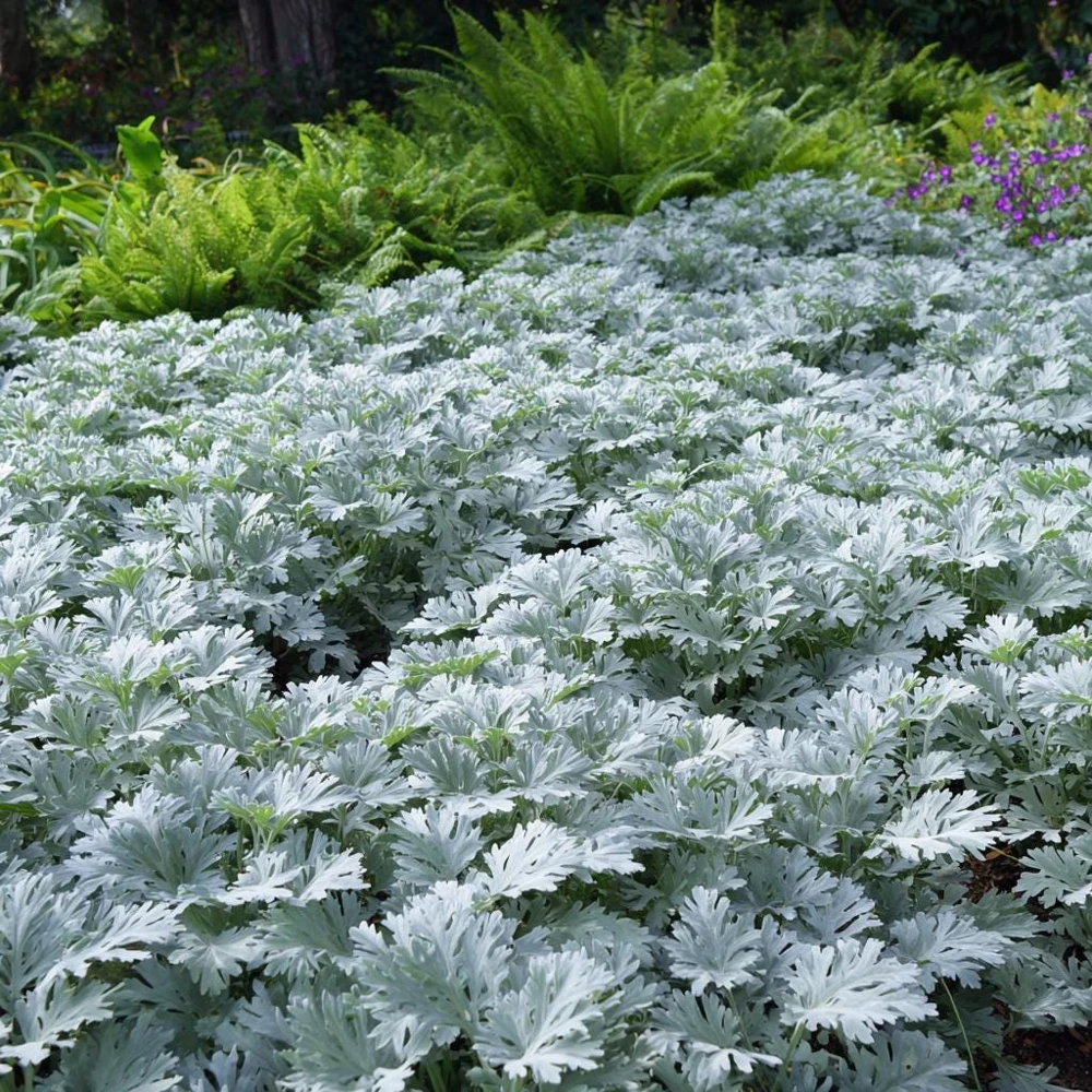 Dusty Miller Seeds - 200 Count - Silvery Ornamental Foliage - Image 4