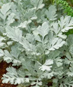 Dusty Miller Seeds - 200 Count - Silvery Ornamental Foliage - Image 5