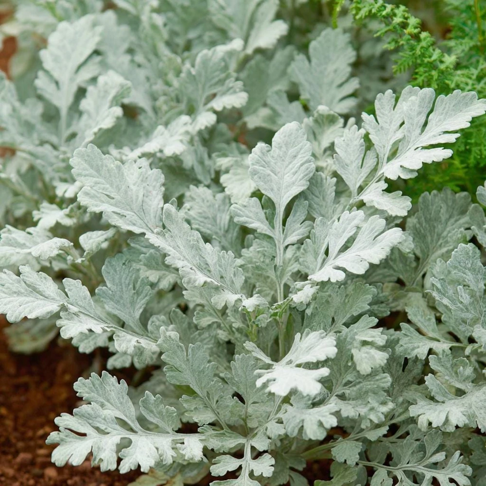 Dusty Miller Seeds - 200 Count - Silvery Ornamental Foliage - Image 5