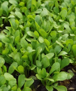 Dutch Corn Salad Seeds - 200 Heirloom Mâche Seeds, Cold-Hardy Green for Salads - Image 3
