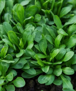 Dutch Corn Salad Seeds - 200 Heirloom Mâche Seeds, Cold-Hardy Green for Salads - Image 5