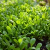 Dutch Corn Salad Seeds - 200 Heirloom Mâche Seeds, Cold-Hardy Green for Salads - Image 1