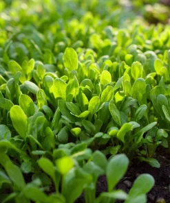 Dutch Corn Salad Seeds - 200 Heirloom Mâche Seeds, Cold-Hardy Green for Salads - Image 1
