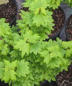Dwarf Baby Buttons Vine Maple Live Plant - Rare Japanese Maple Tree - #1 Container - 18-24