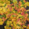 Dwarf Baby Buttons Vine Maple Live Plant - Rare Japanese Maple Tree - #1 Container - 18-24" Tall - Image 1