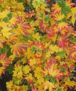 Dwarf Baby Buttons Vine Maple Live Plant - Rare Japanese Maple Tree - #1 Container - 18-24