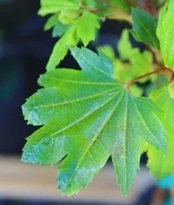 Dwarf Baby Buttons Vine Maple Live Plant - Rare Japanese Maple Tree - #1 Container - 18-24