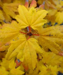 Dwarf Baby Buttons Vine Maple Live Plant - Rare Japanese Maple Tree - #1 Container - 18-24