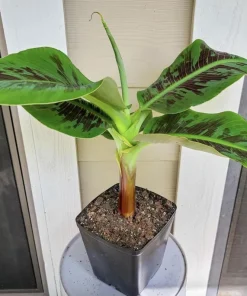 Dwarf Banana Live Plant (Musa Truly Tiny) – 5-9 Inches Tall – Compact Tropical Houseplant, Edible Fruit - Image 2
