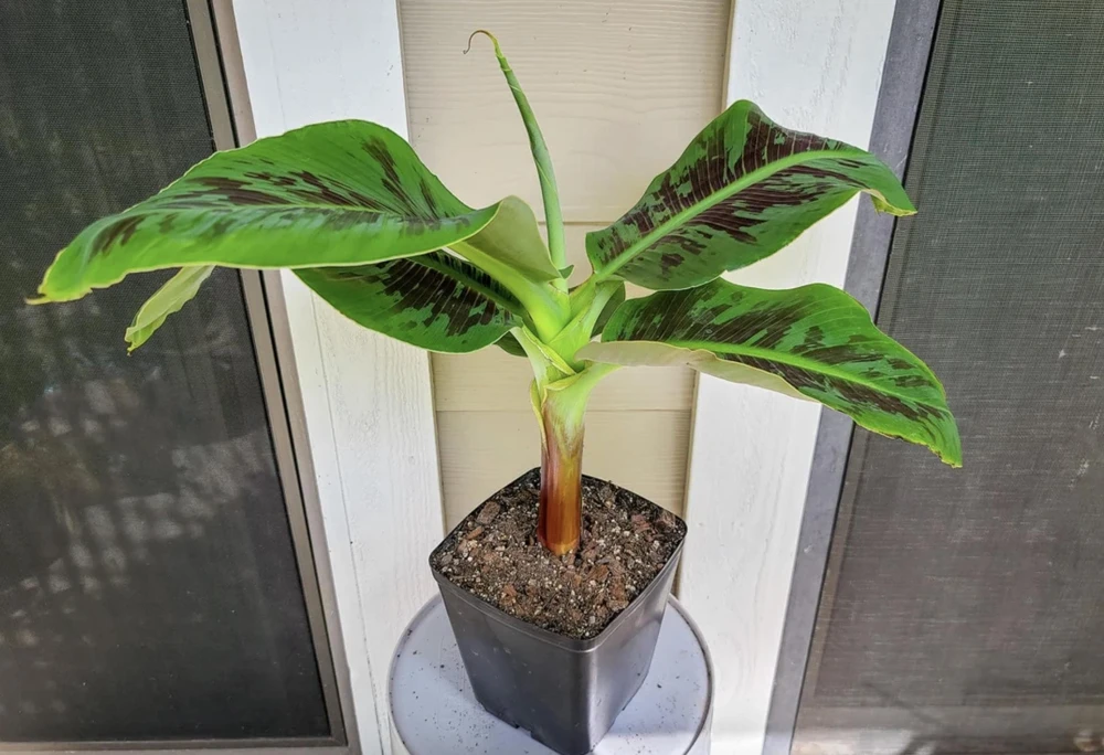 Dwarf Banana Live Plant (Musa Truly Tiny) – 5-9 Inches Tall – Compact Tropical Houseplant, Edible Fruit - Image 2