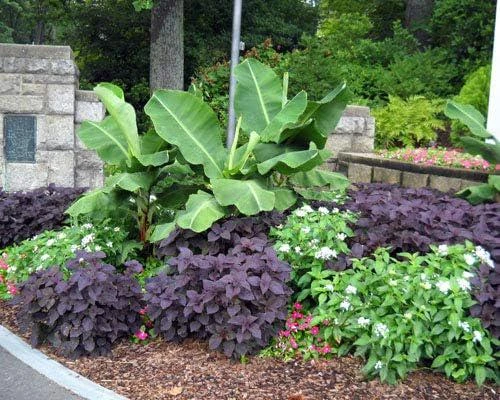 Dwarf Banana Live Plant (Musa Truly Tiny) – 5-9 Inches Tall – Compact Tropical Houseplant, Edible Fruit - Image 3