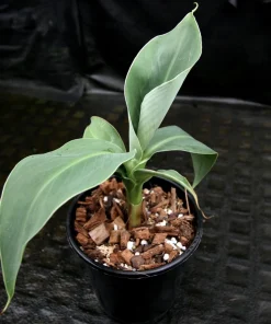 Dwarf Banana Live Plant (Musa Truly Tiny) – 5-9 Inches Tall – Compact Tropical Houseplant, Edible Fruit - Image 4