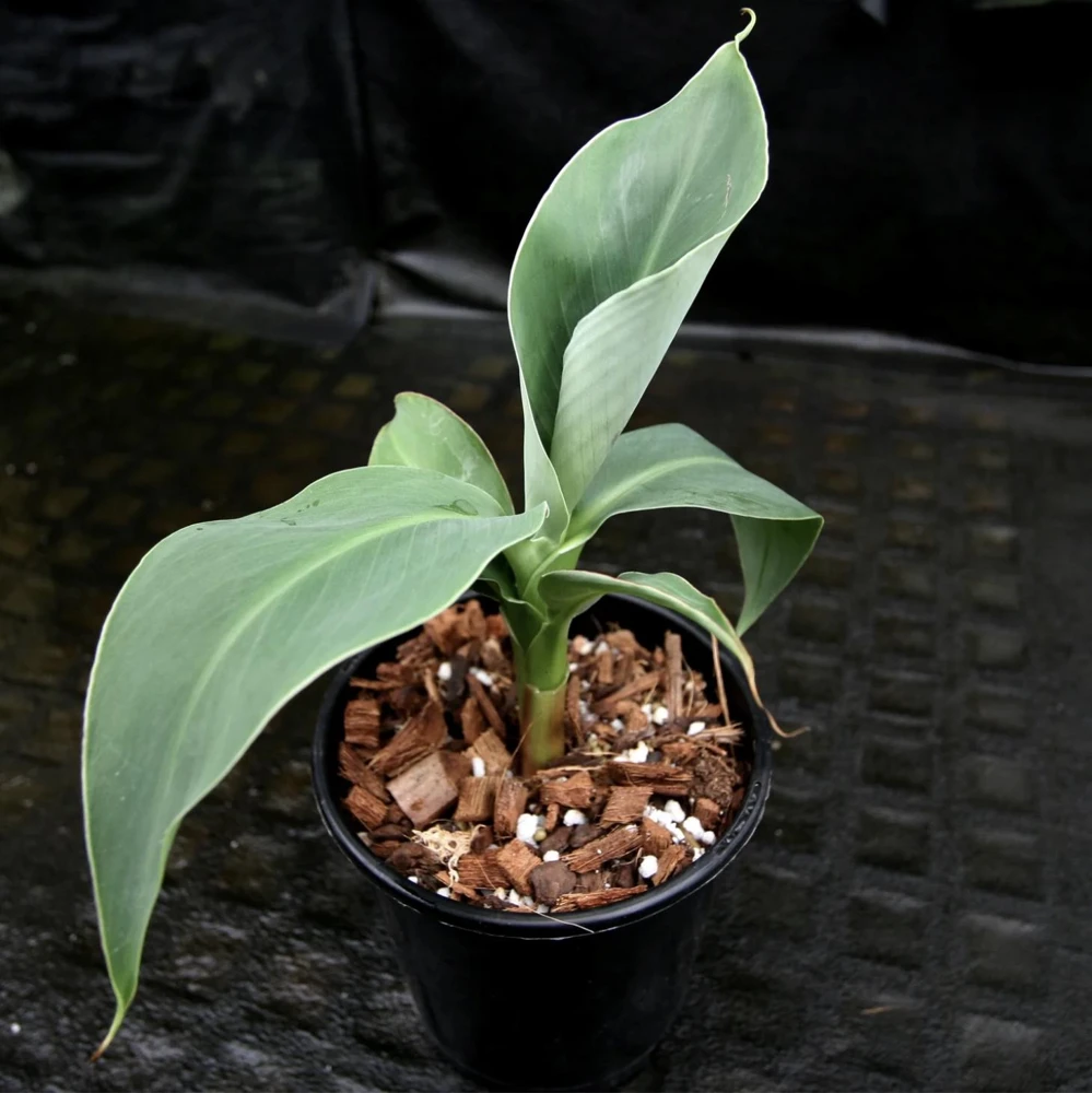 Dwarf Banana Live Plant (Musa Truly Tiny) – 5-9 Inches Tall – Compact Tropical Houseplant, Edible Fruit - Image 4