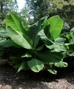 Dwarf Banana Live Plant (Musa Truly Tiny) – 5-9 Inches Tall – Compact Tropical Houseplant, Edible Fruit - Image 6