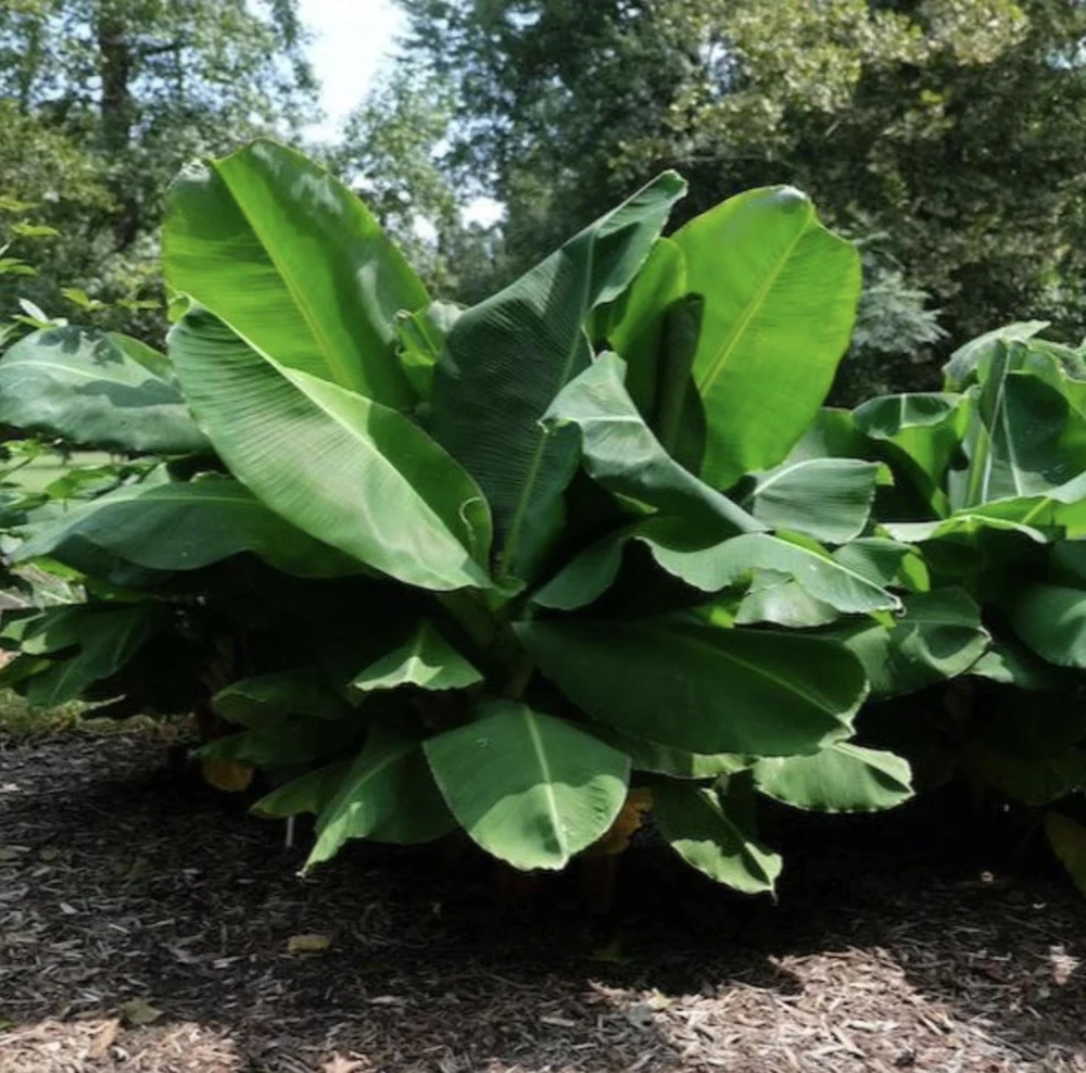 Dwarf Banana Live Plant (Musa Truly Tiny) – 5-9 Inches Tall – Compact Tropical Houseplant, Edible Fruit - Image 6