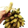 Dwarf Banana Live Plant (Musa Truly Tiny) – 5-9 Inches Tall – Compact Tropical Houseplant, Edible Fruit - Image 1