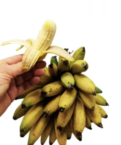 Dwarf Banana Live Plant (Musa Truly Tiny) – 5-9 Inches Tall – Compact Tropical Houseplant, Edible Fruit - Image 1