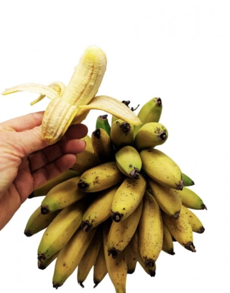 Dwarf Banana Live Plant (Musa Truly Tiny) – 5-9 Inches Tall – Compact Tropical Houseplant, Edible Fruit - Image 1