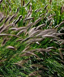 Dwarf Black Fountain Grass Seeds - 10 Count Ornamental Seeds for Zones 5-9 - Image 2