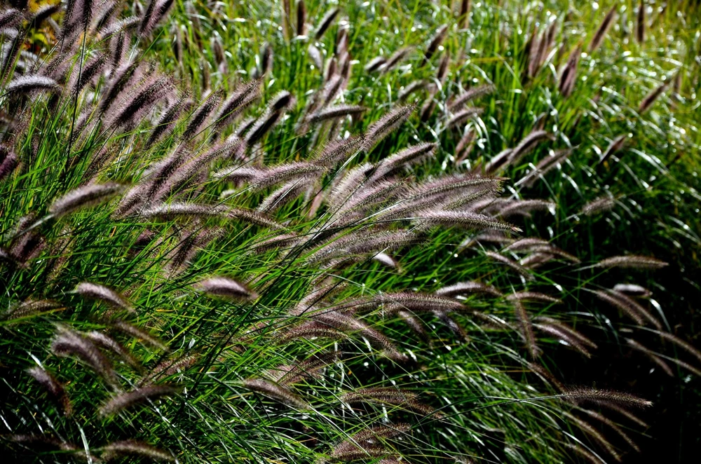 Dwarf Black Fountain Grass Seeds - 10 Count Ornamental Seeds for Zones 5-9 - Image 2