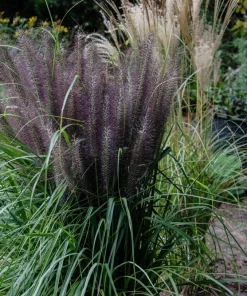 Dwarf Black Fountain Grass Seeds - 10 Count Ornamental Seeds for Zones 5-9 - Image 3